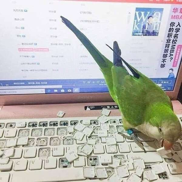 圧倒的猫化!キーボードの上に乗って飼い主に甘えるフクロウ