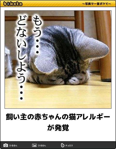 動物のboketeを貼るトピpart6