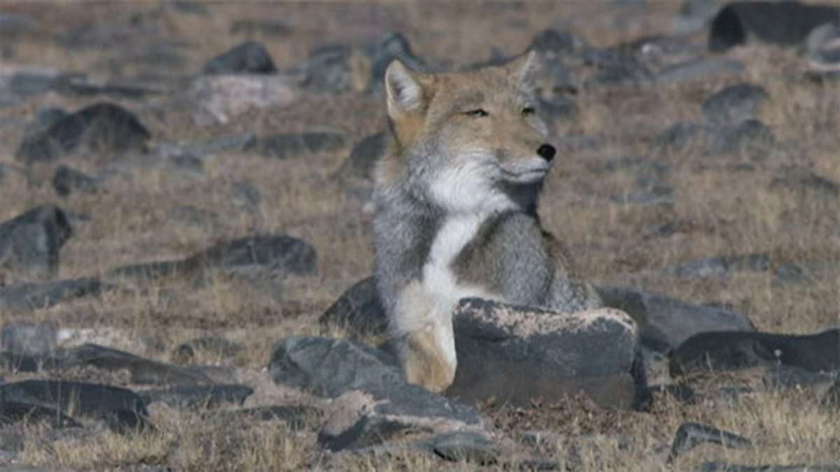 Tibetan fox hunt