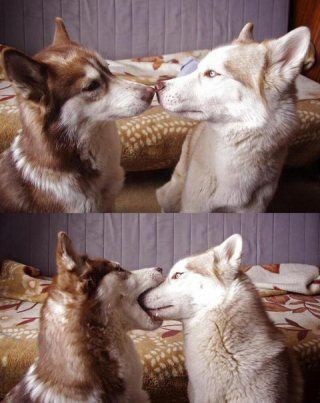 じゃれてる動物たち