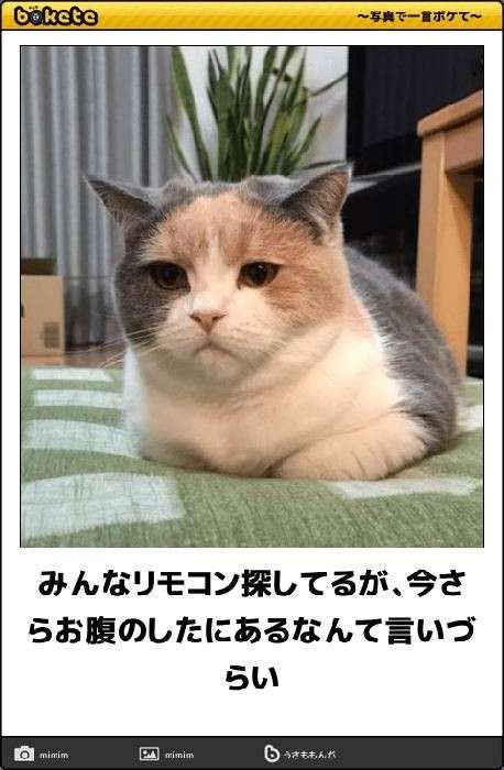 動物のboketeを貼るトピpart6