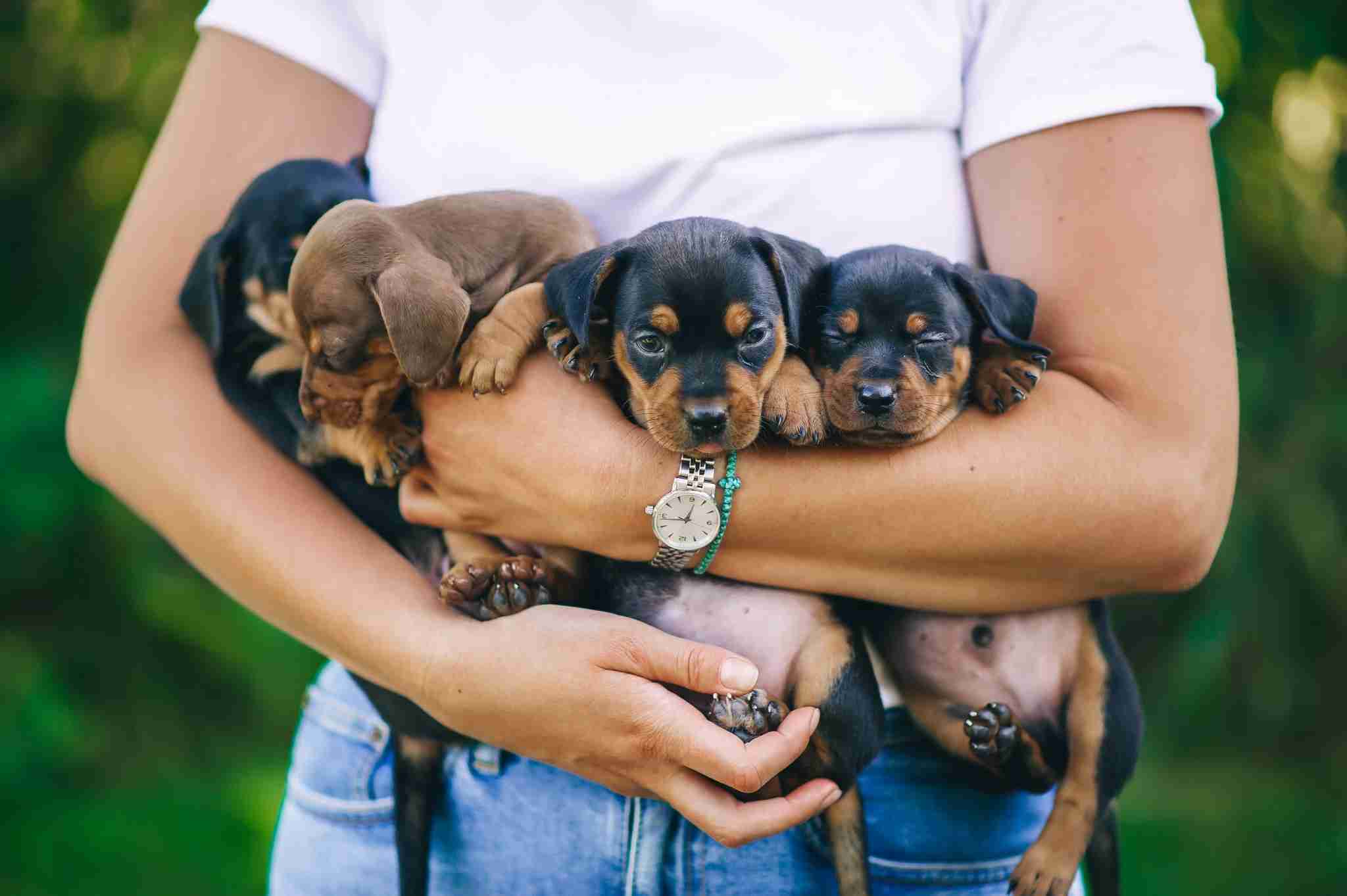 犬の名前 ムギ 麦 人気の理由は ランキング総合1位は10連覇 ココ 3位は ソラ ガールズちゃんねる Girls Channel 犬の名前 ムギ 麦 人気の理由は ランキング総合1位は10連覇 ココ 3位は ソラ ガールズちゃんねる Girls Channel