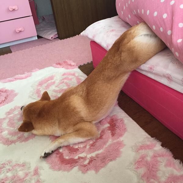 画像フォルダの中で1番可愛い画像を貼って寝よう