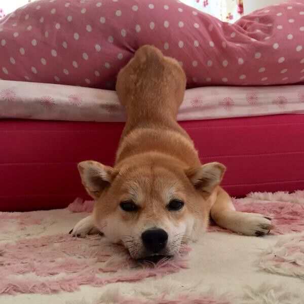 画像フォルダの中で1番可愛い画像を貼って寝よう