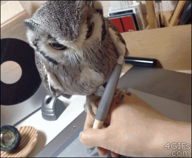圧倒的猫化!キーボードの上に乗って飼い主に甘えるフクロウ