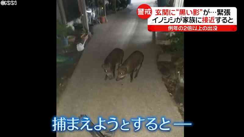 イノシシが人里へ、農家に被害も…理由は？｜日テレNEWS24