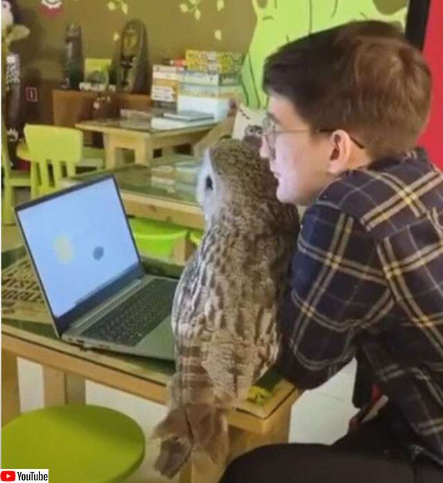 圧倒的猫化!キーボードの上に乗って飼い主に甘えるフクロウ