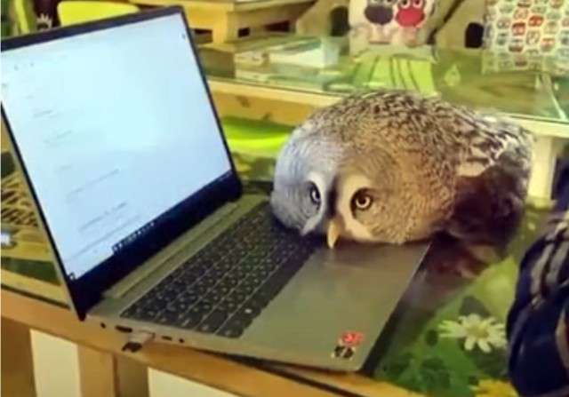 圧倒的猫化!キーボードの上に乗って飼い主に甘えるフクロウ