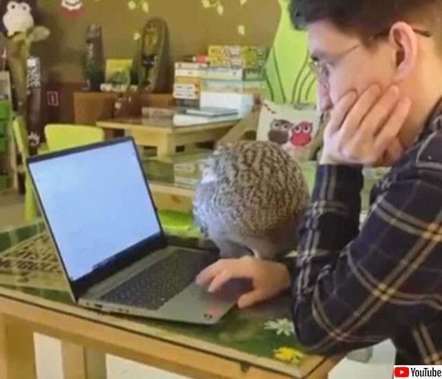 圧倒的猫化!キーボードの上に乗って飼い主に甘えるフクロウ