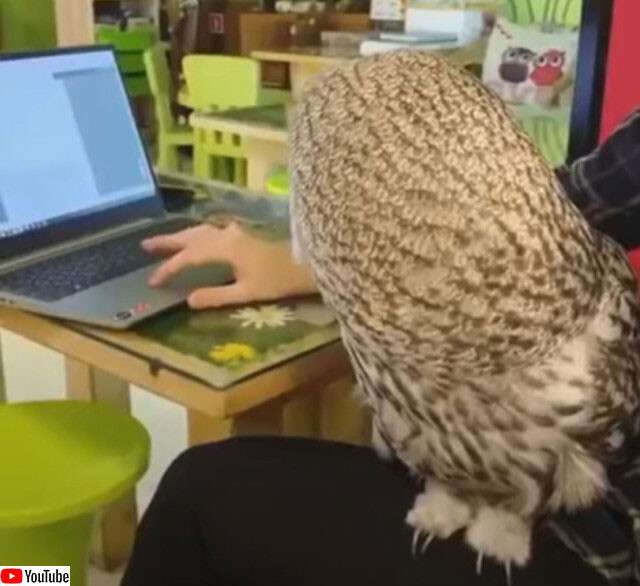 圧倒的猫化!キーボードの上に乗って飼い主に甘えるフクロウ