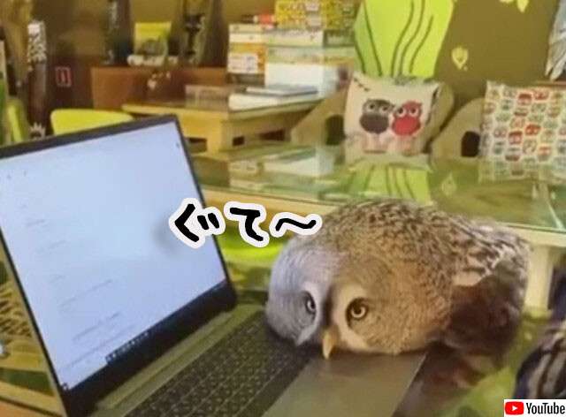 圧倒的猫化！キーボードの上に乗って飼い主に甘えるフクロウ : カラパイア