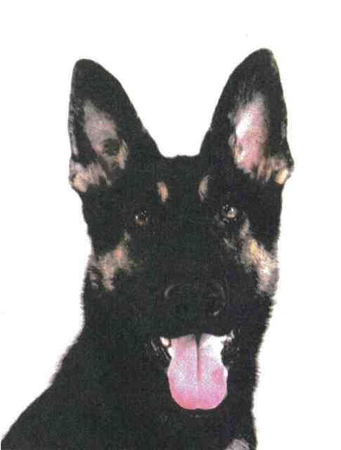 行方不明者捜索中の警察犬、逃走中　「見つけたら通報して」
