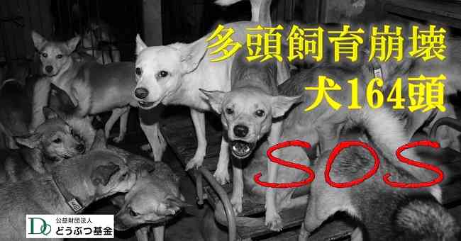 8畳2間に犬164匹と人間が生活 悲惨な多頭飼育崩壊を救いたい どうぶつ基金が緊急支援を呼びかけ 全頭不妊治療を実施 ガールズちゃんねる Girls Channel 8畳2間に犬164匹と人間が生活 悲惨な多頭飼育崩壊を救いたい どうぶつ基金が緊急支援を呼びかけ 全頭不妊治療を実施 ガールズちゃんねる Girls Channel