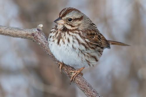 野鳥愛好会