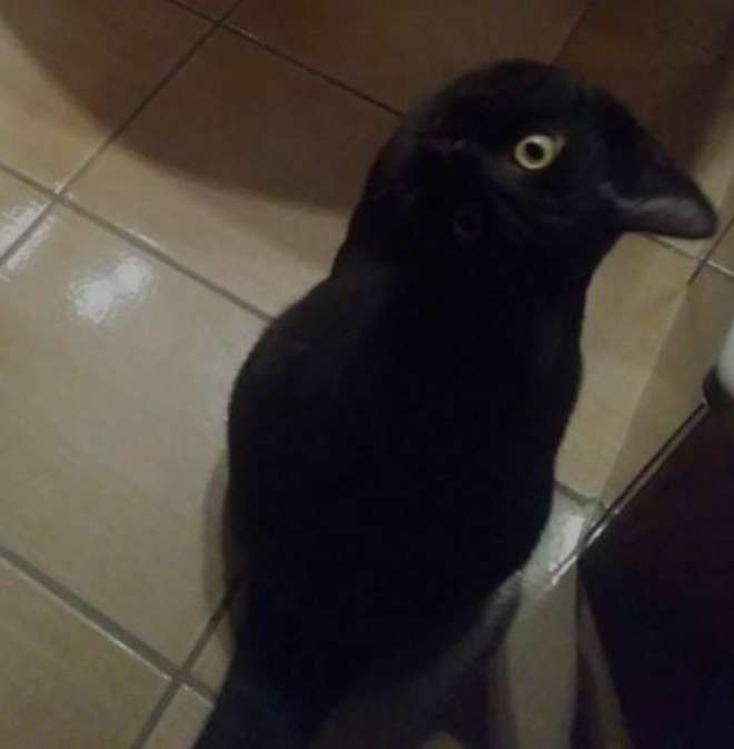 あれ？って思った画像を貼るトピ