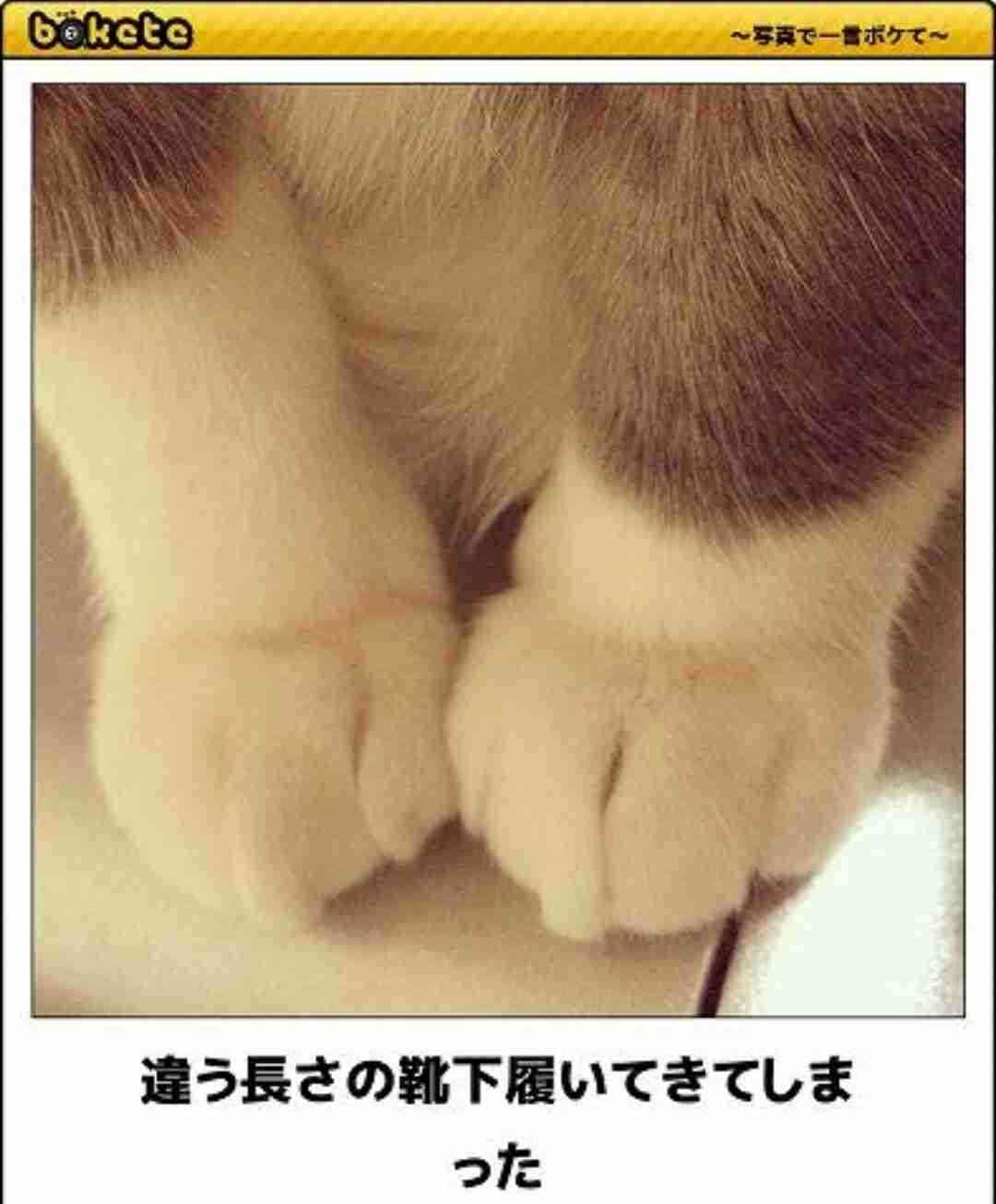 動物のboketeを貼るトピpart6