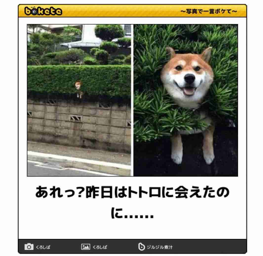 動物のboketeを貼るトピpart6