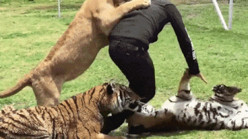 じゃれてる動物たち