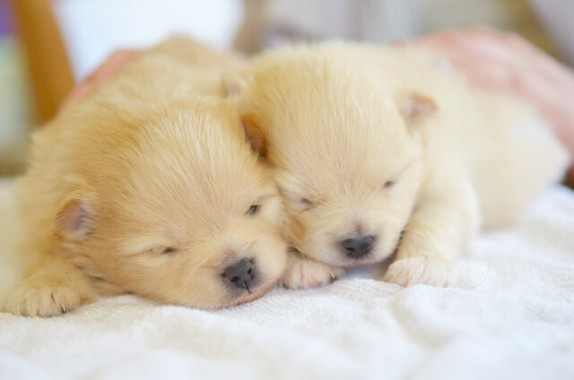 ペット飼い主の2割が「コロナ禍で新たに迎えた」と回答 人気上位はやはり「犬」「猫」 | キャリコネニュース