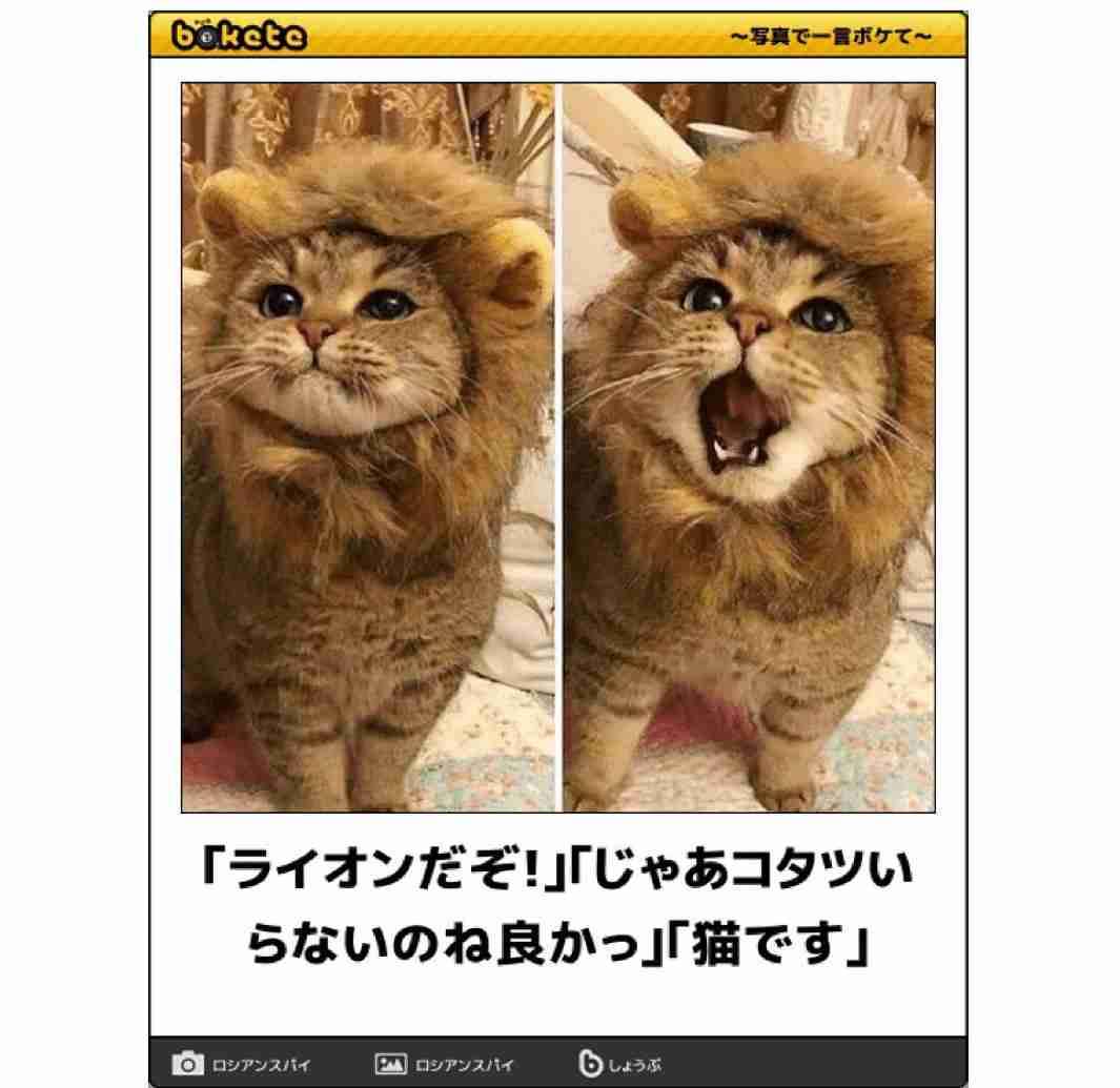 動物のboketeを貼るトピpart6