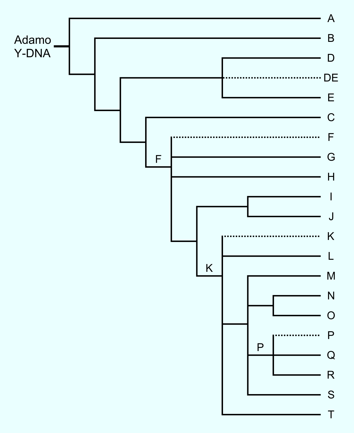 Y染色体ハプログループ - Wikipedia