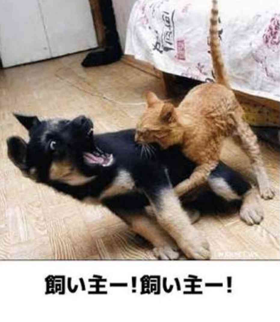 動物のboketeを貼るトピpart6