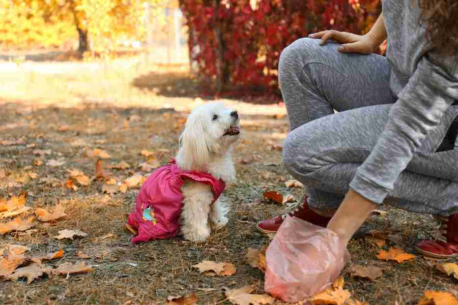 犬のウンチは流す？捨てる？正しい処理方法とは | わんちゃんホンポ