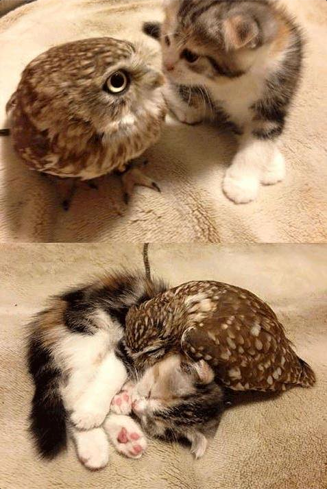 圧倒的猫化!キーボードの上に乗って飼い主に甘えるフクロウ