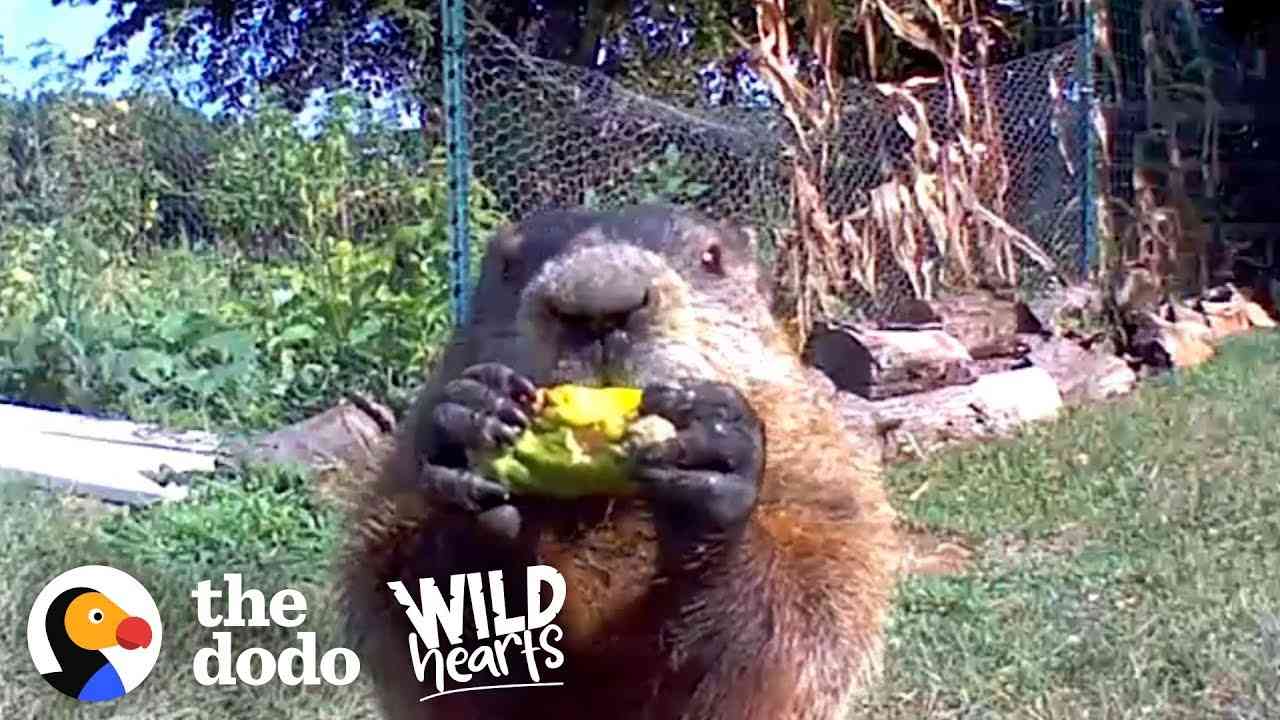 Guy Catches Adorable Groundhog Eating His Veggie Garden | The Dodo Wild Hearts - YouTube
