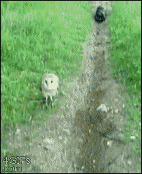 じゃれてる動物たち