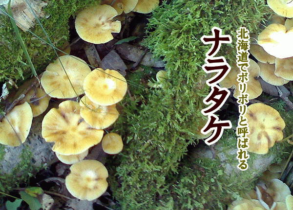 味噌汁の具材おすすめ教えて