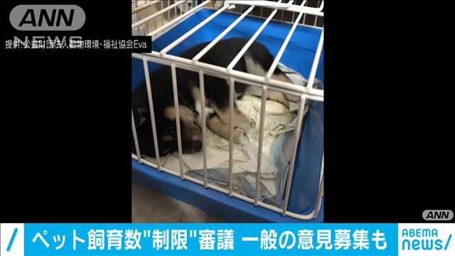 犬・猫の「数値規制」一般から意見募集へ　環境省（テレビ朝日系（ANN）） - Yahoo!ニュース
