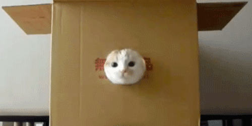 圧倒的猫化!キーボードの上に乗って飼い主に甘えるフクロウ