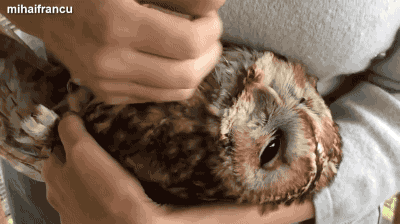 圧倒的猫化!キーボードの上に乗って飼い主に甘えるフクロウ
