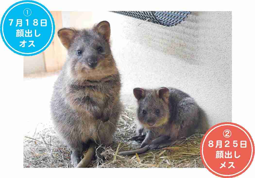 クアッカワラビーを愛でるトピ　その4 赤ちゃん名前募集中