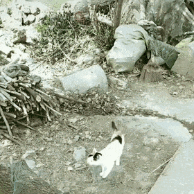 ちょっと感動してしまう画像やGIFで心を綺麗にするトピ