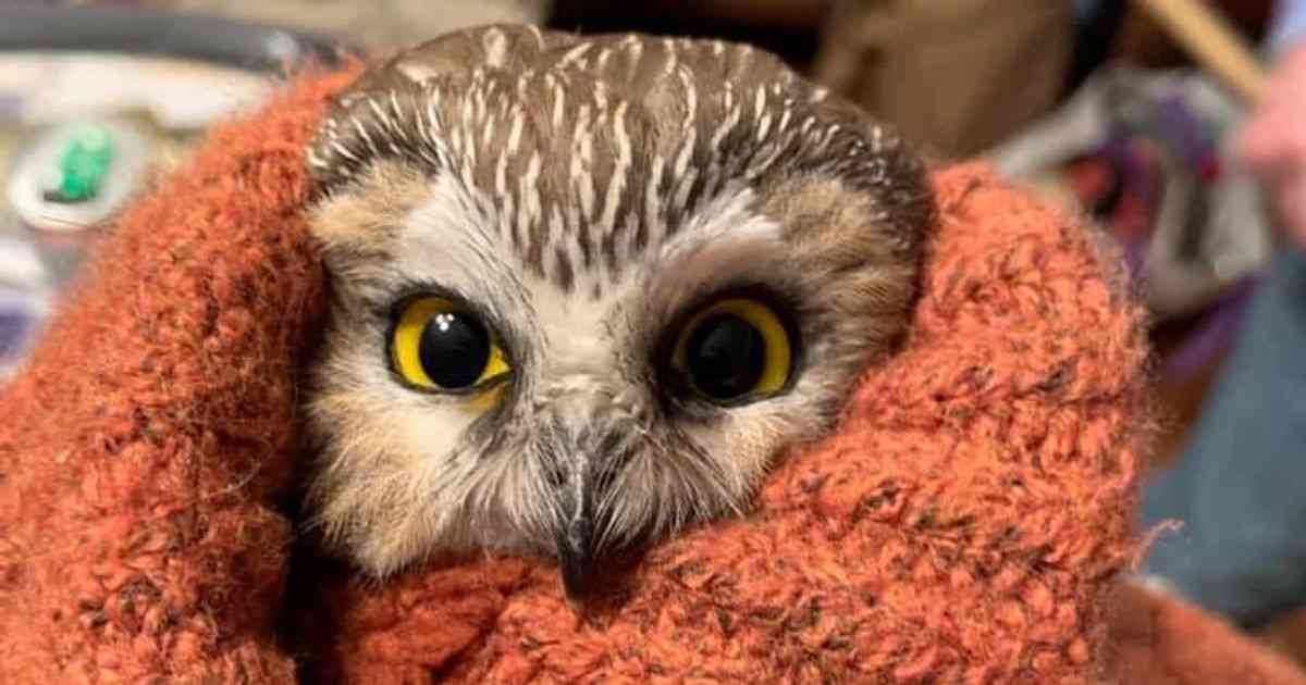 クリスマスツリーから小さなフクロウ見つかる。NYロックフェラーセンターで、作業員が保護