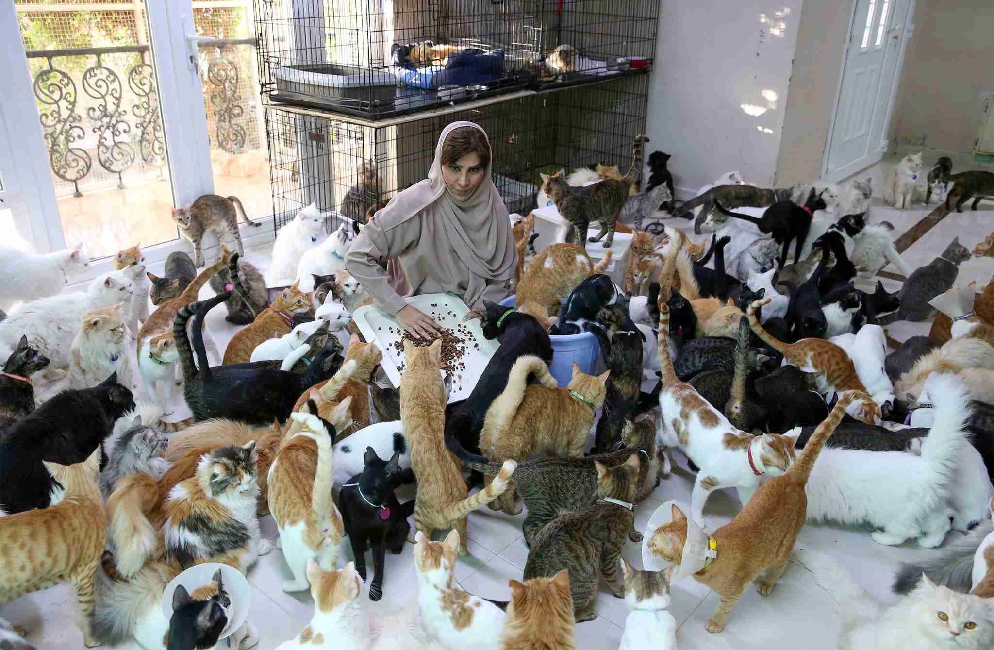オマーンの首都は「マスキャット」？ 480匹の猫屋敷、餌代月80万円（ＡＦＰ＝時事） - Yahoo!ニュース