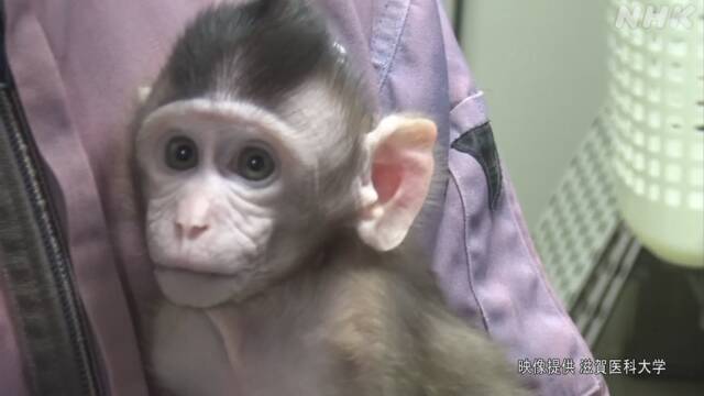 子宮移植のサル 妊娠出産に成功 慶応大学などの研究グループ | NHKニュース