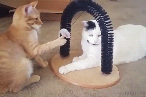 衝撃的なgif