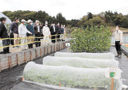 除染土で栽培の野菜、食用基準満たす　福島・飯舘　環境省が作物の分析値を公表 | 河北新報オンラインニュース