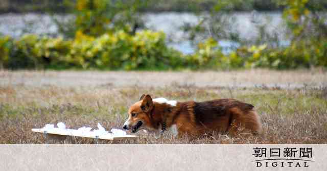 パグにコーギー、警察犬になれるかな?　難関審査に挑戦：朝日新聞デジタル