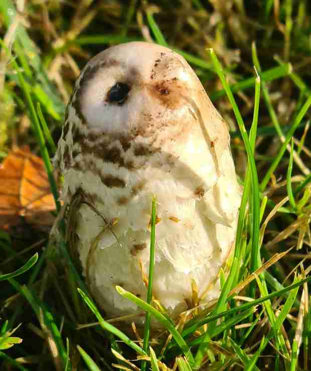 フクロウのヒナを救おうとした女性、近づくとキノコと分かり驚く（英）