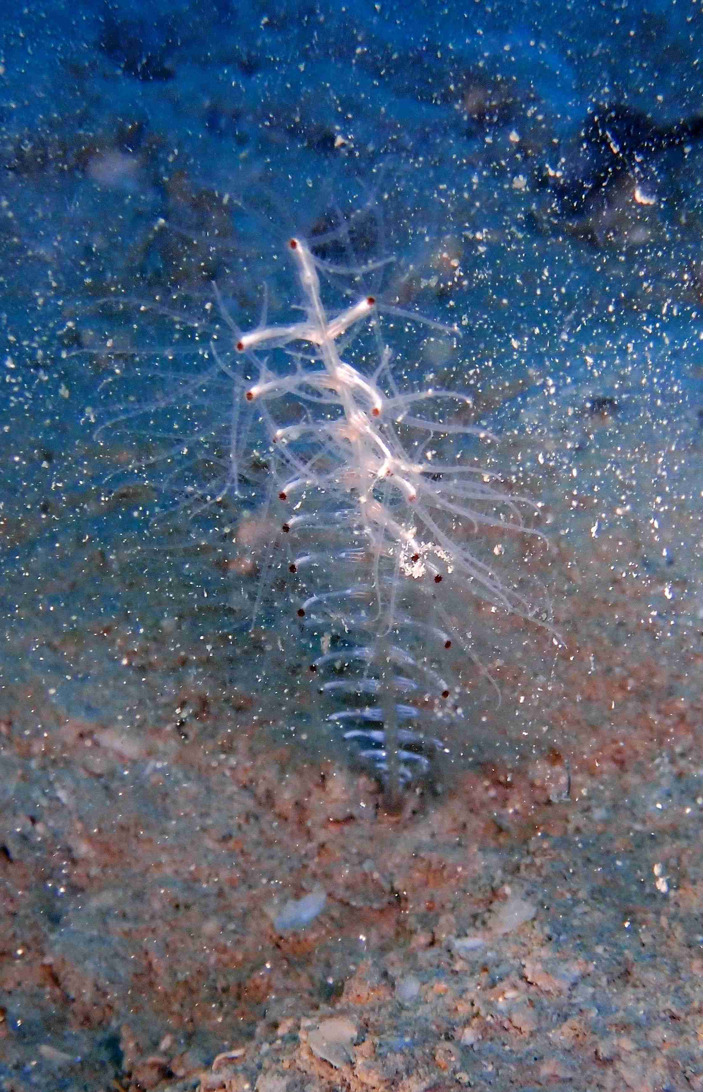 名前の由来は血を吸う妖怪「飛縁魔」　奄美沖で発見された新種 | 沖縄タイムス＋プラス　ニュース | 沖縄タイムス＋プラス