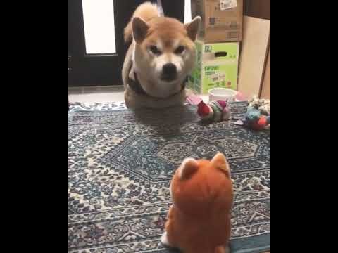 おもちゃと会話する犬ww - YouTube