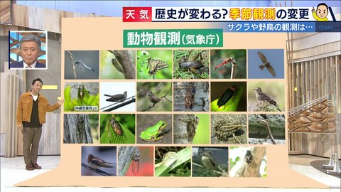 季節の目安となる「動植物の観測」を気象庁が見直し 34種から6種に激減の背景は?