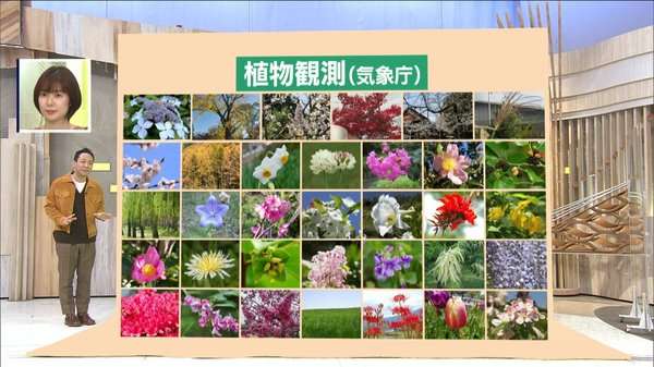 季節の目安となる「動植物の観測」を気象庁が見直し 34種から6種に激減の背景は?