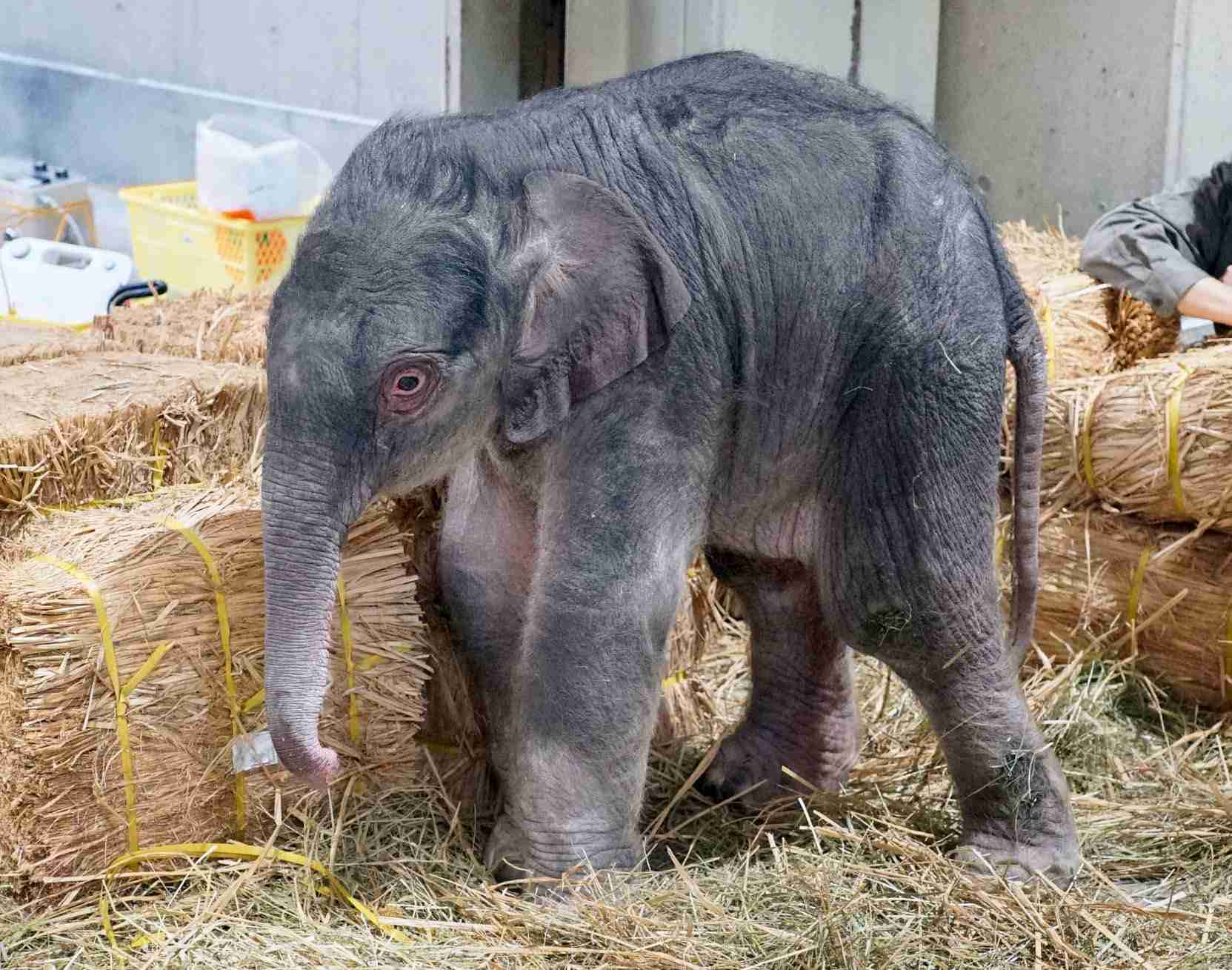 上野動物園でゾウの赤ちゃん誕生 開園以来初、120キロの雄