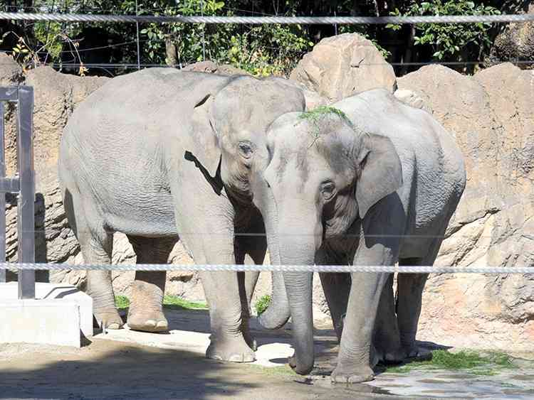上野動物園で会える、王室ゆかりの「特別な動物」　タイ大使が語る「私の東京」：朝日新聞GLOBE＋