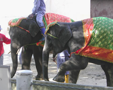 列外派星くず日記：本物のゾウをもらったプリンセス